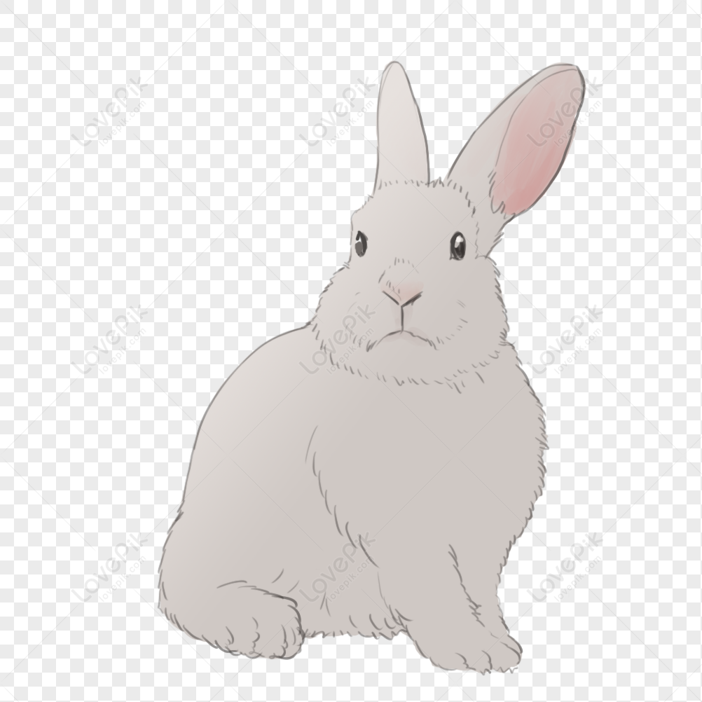 Rabbit clipart transparent background 24029953 PNG