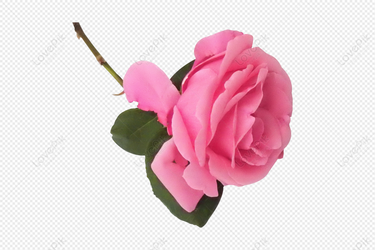 520 Flores Rosas Y Pétalos PNG Imágenes Gratis - Lovepik