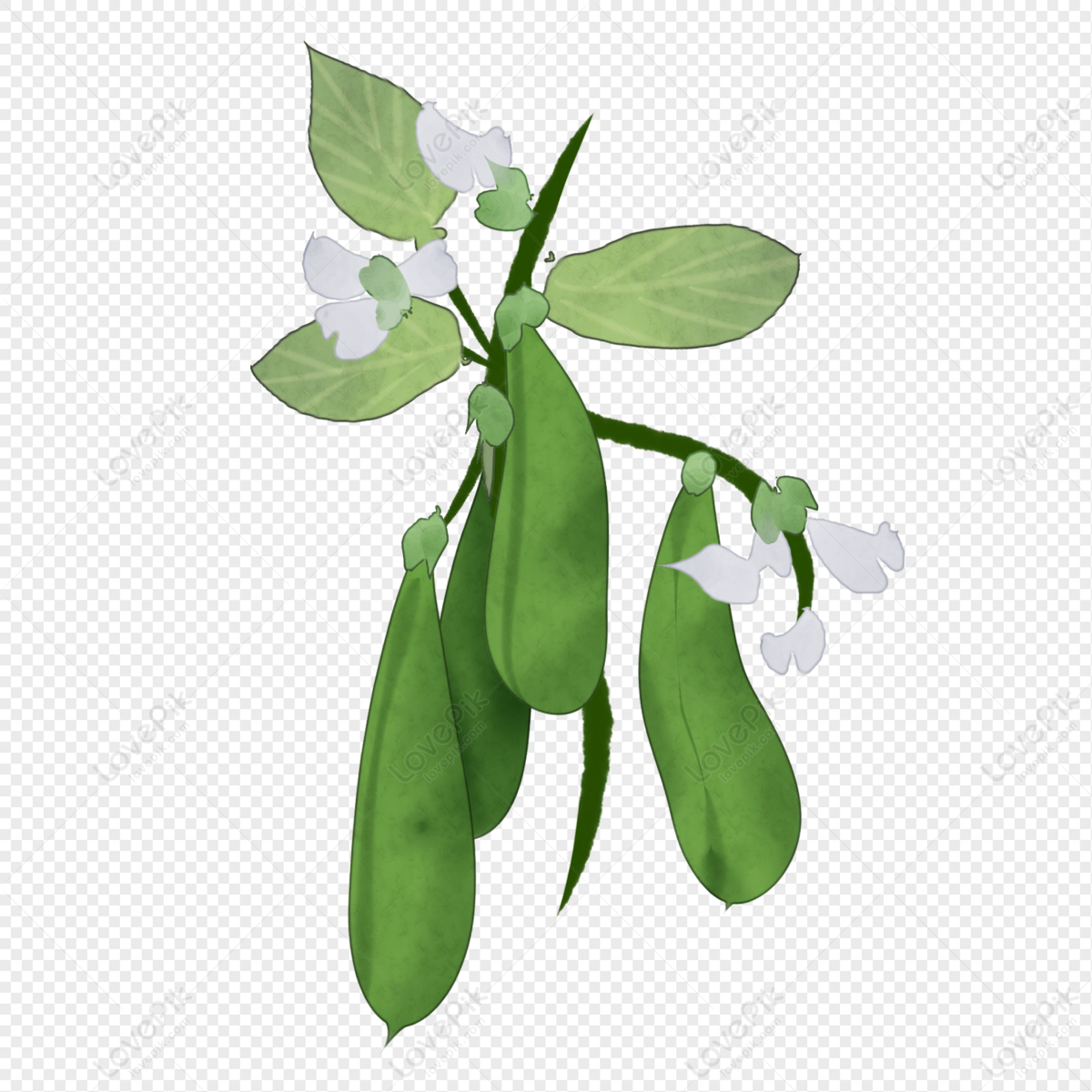 Pea Plant Cliparts, Stock Vector and Royalty Free Pea Plant Illustrations
