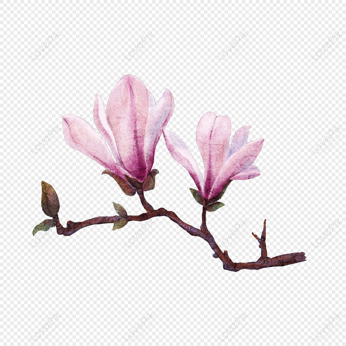 Hãy cùng chiêm ngưỡng hình ảnh về loài hoa mang nét đẹp hoang dại, tươi trẻ của hoa Mộc Lan được vẽ bằng tay và được xuất hiện dưới dạng PNG để bạn có thể sử dụng trong nhiều mục đích khác nhau.