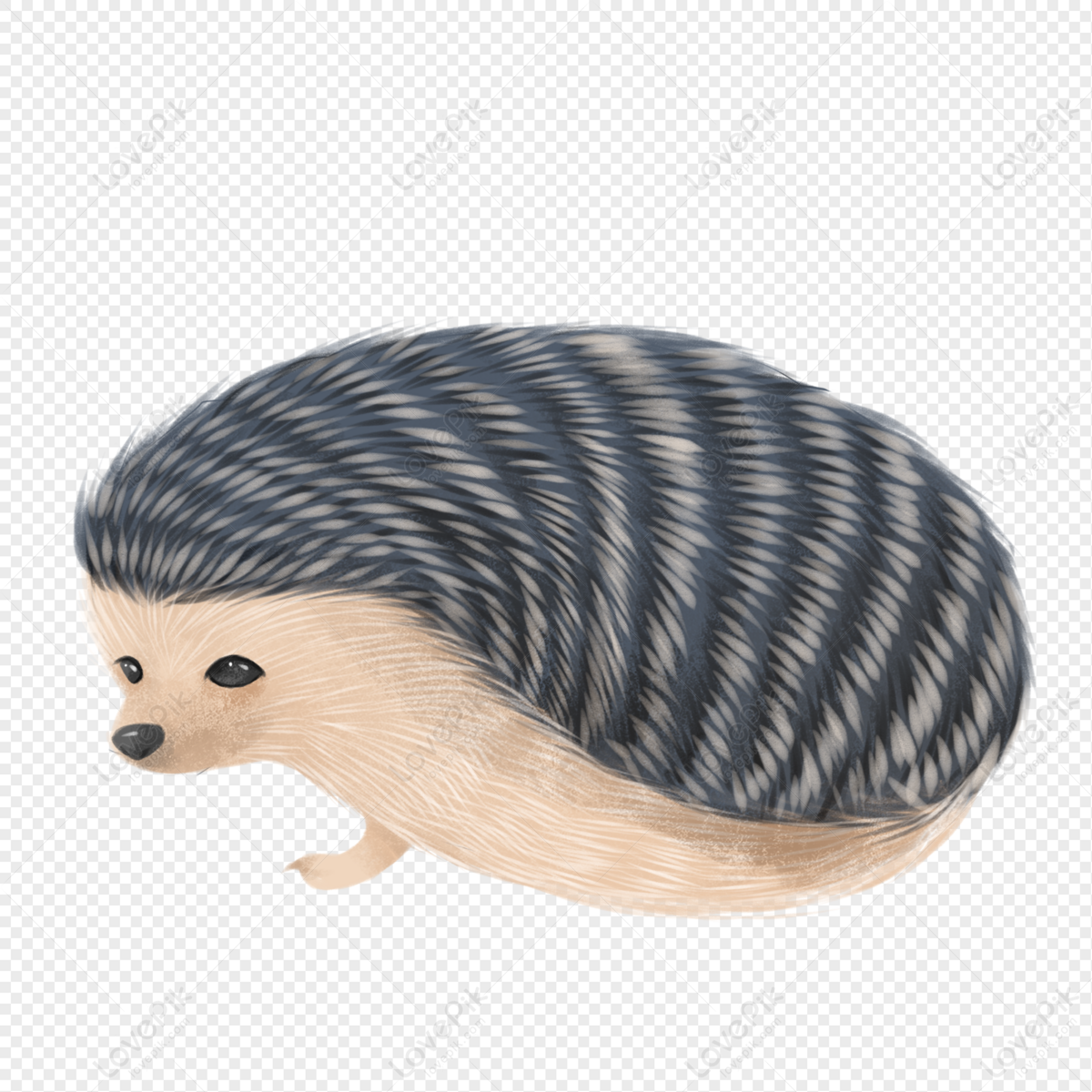 Hedgehog PNG Free Download And Clipart Image For Free Download - Lovepik |  401560843