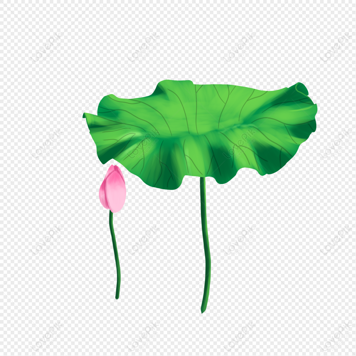 Lotus Flower In The Pond Download, Download, Pond, Lotus Flower PNG ...