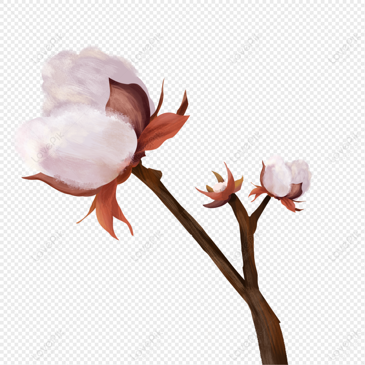 Mature Cotton, Crop, Cotton, Plant PNG Image And Clipart Image For Free ...