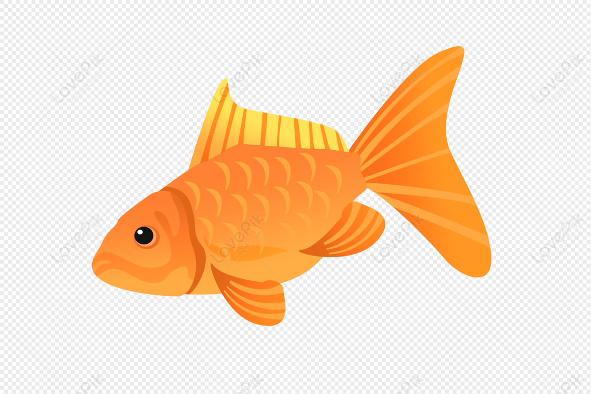 Orange Fish PNG Images With Transparent Background | Free Download On  Lovepik