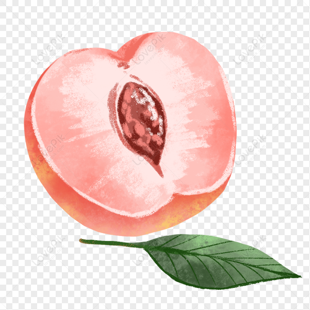 Вид киски персик. Персик в разрезе. Персик в разрезе рисунок. Персики разрез на прозрачном фоне. Половинка персика.