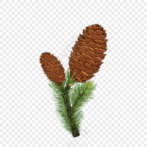 pine cone png