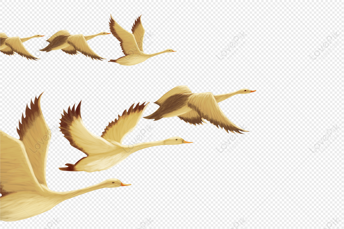 gaggle of geese flying clipart