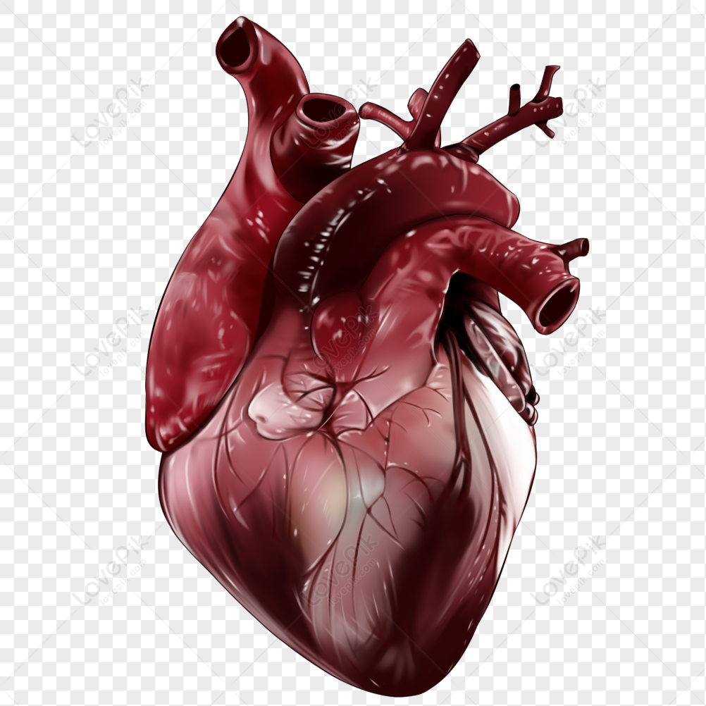 Heart PNG Free Download And Clipart Image For Free Download ...