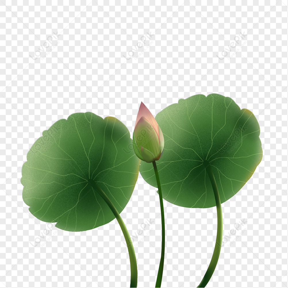 Lotus Leaf Png Image Free Download And Clipart Image For Free Download 