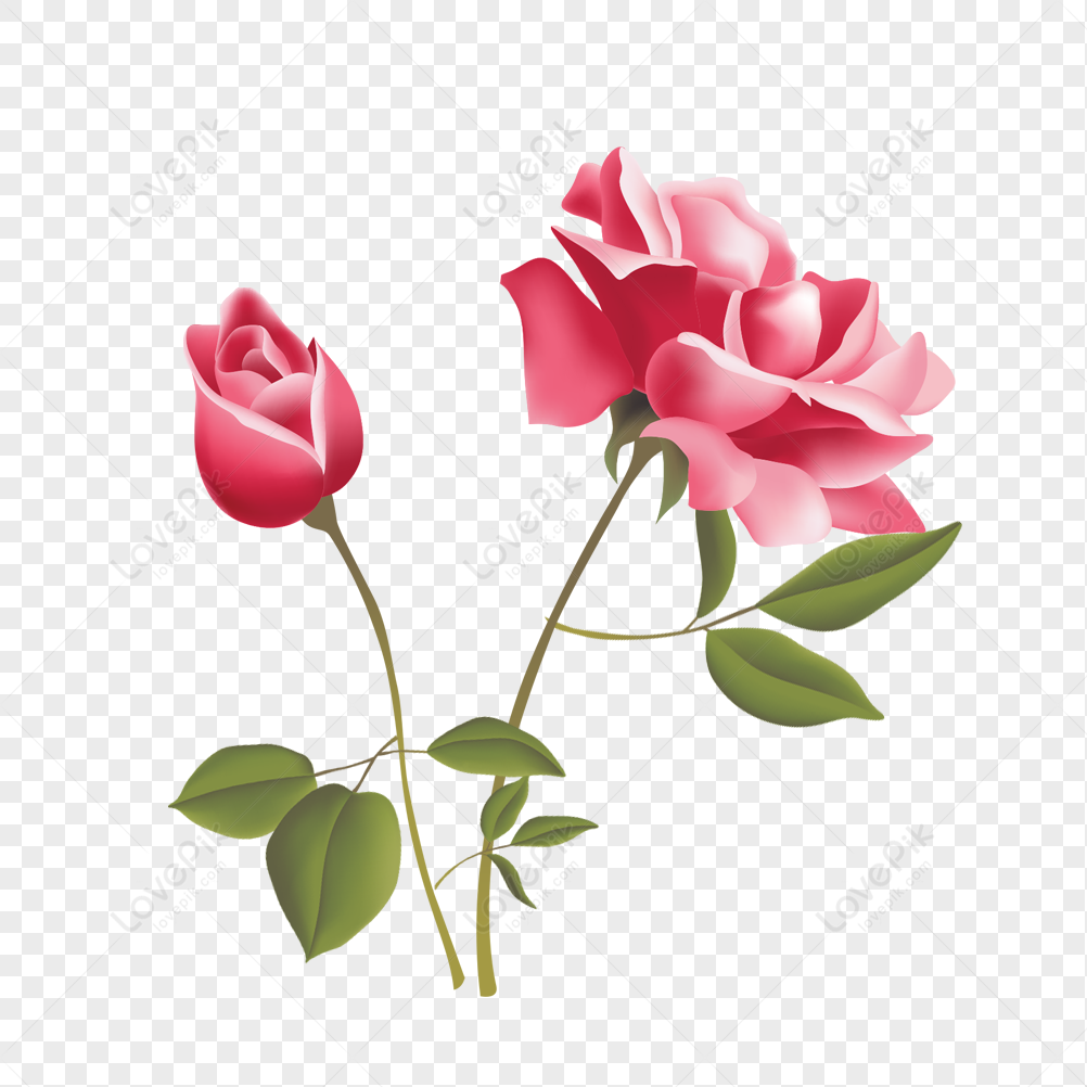 Peony Flower, Pattern, Peony, Peony Flower PNG Free Download And ...