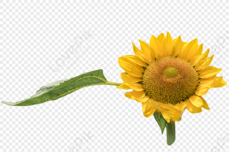 Girasol PNG Imágenes con Fondo Transparente | Descarga Gratuita en  