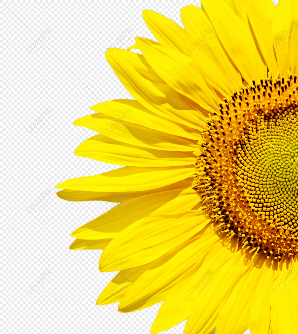 Girasol Bajo El Cielo PNG Imágenes Gratis - Lovepik