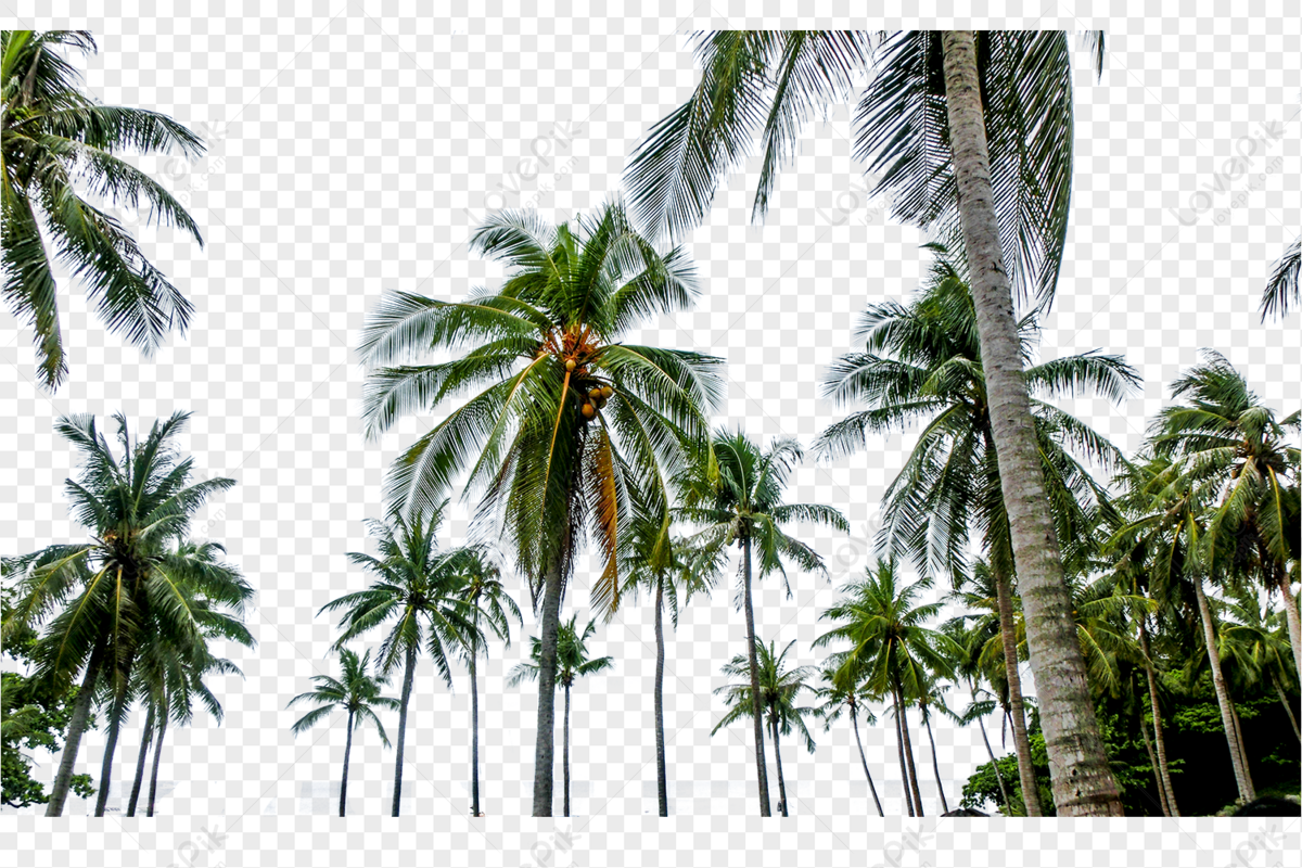 kebun kelapa