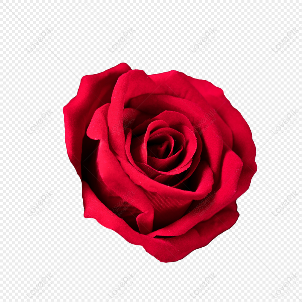 Neon Rose Images  Free Photos, PNG Stickers, Wallpapers
