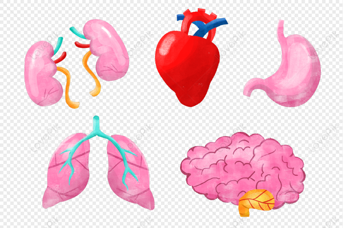 Картинка органы человека для детей на прозрачном фоне