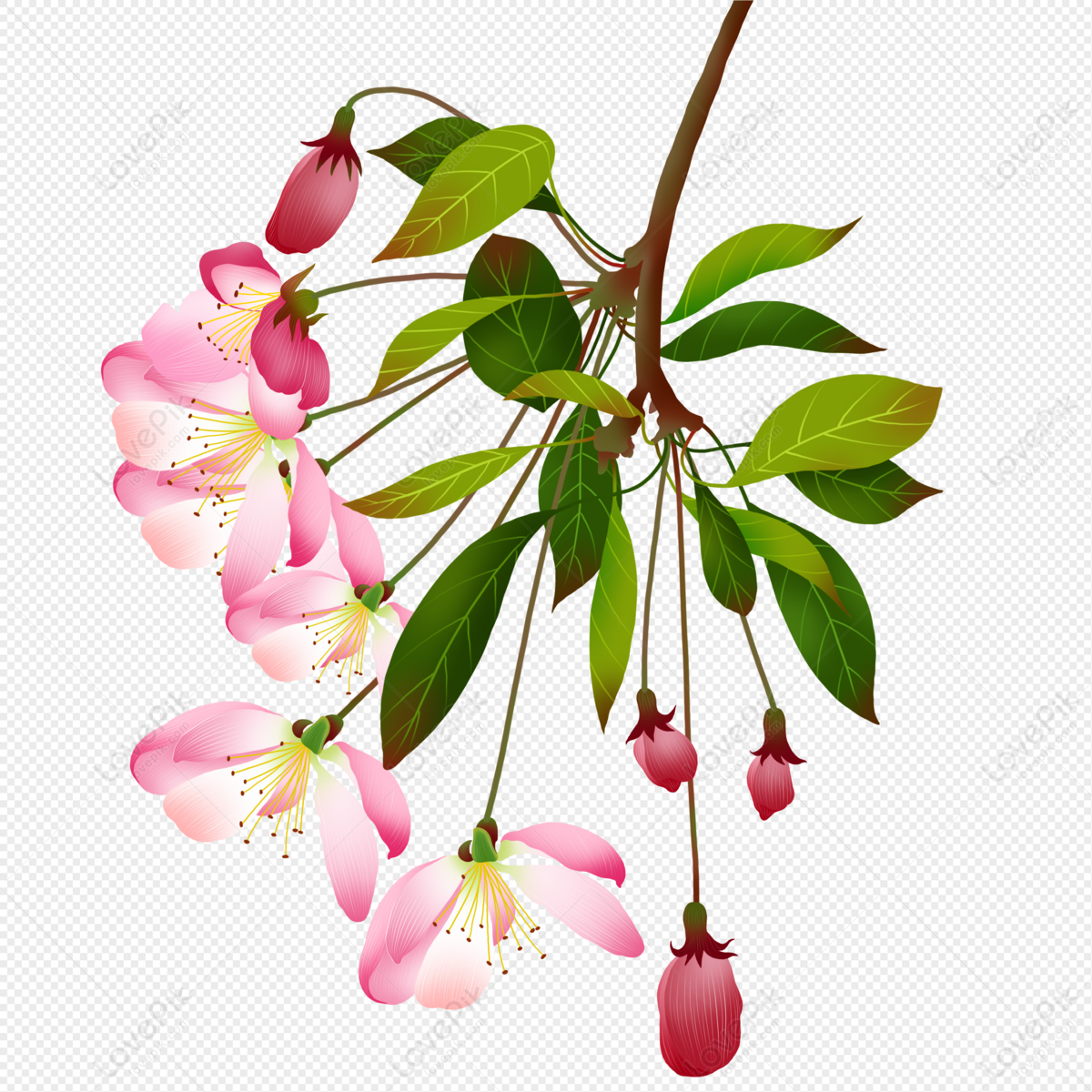 Flor De Begonia PNG Imágenes Gratis - Lovepik