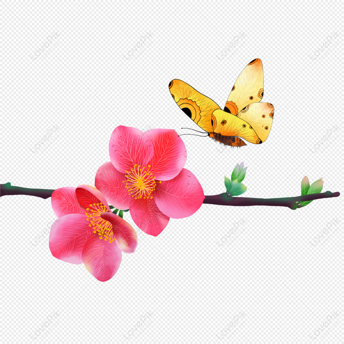 Mariposa Jugando En Flor Begonia Roja PNG Imágenes Gratis - Lovepik
