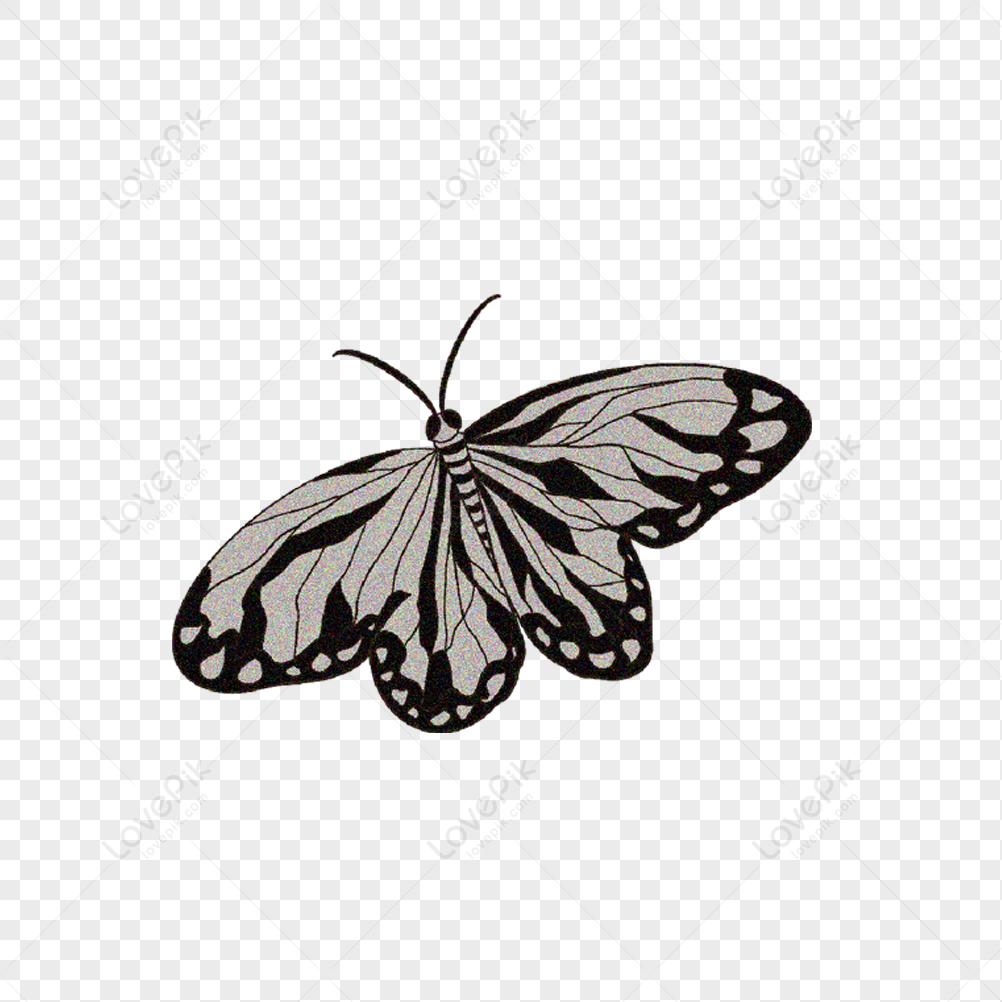 monarch butterfly png