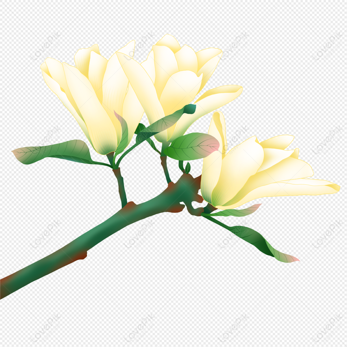 Dibujos Animados Primavera Flor De Magnolia Blanca PNG Imágenes Gratis -  Lovepik