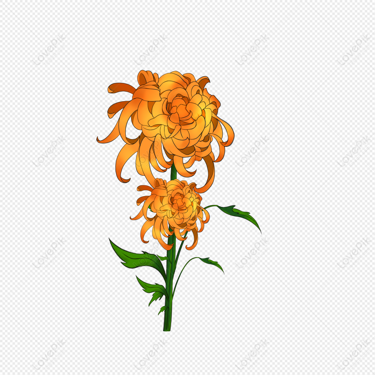 Chrysanthemum PNG Picture And Clipart Image For Free Download - Lovepik ...