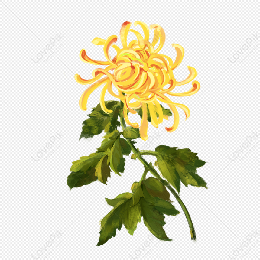 Chrysanthemum, Chrysanthemum Material, Chrysanthemum Pictures ...