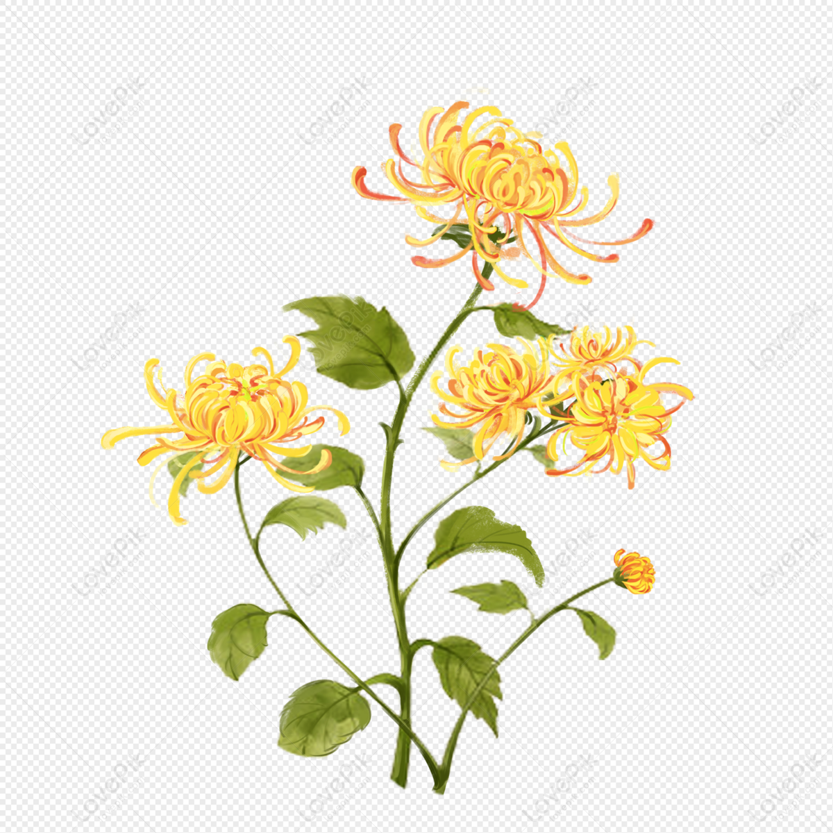 Chrysanthemum, Chrysanthemum Material, Chrysanthemum Pictures ...