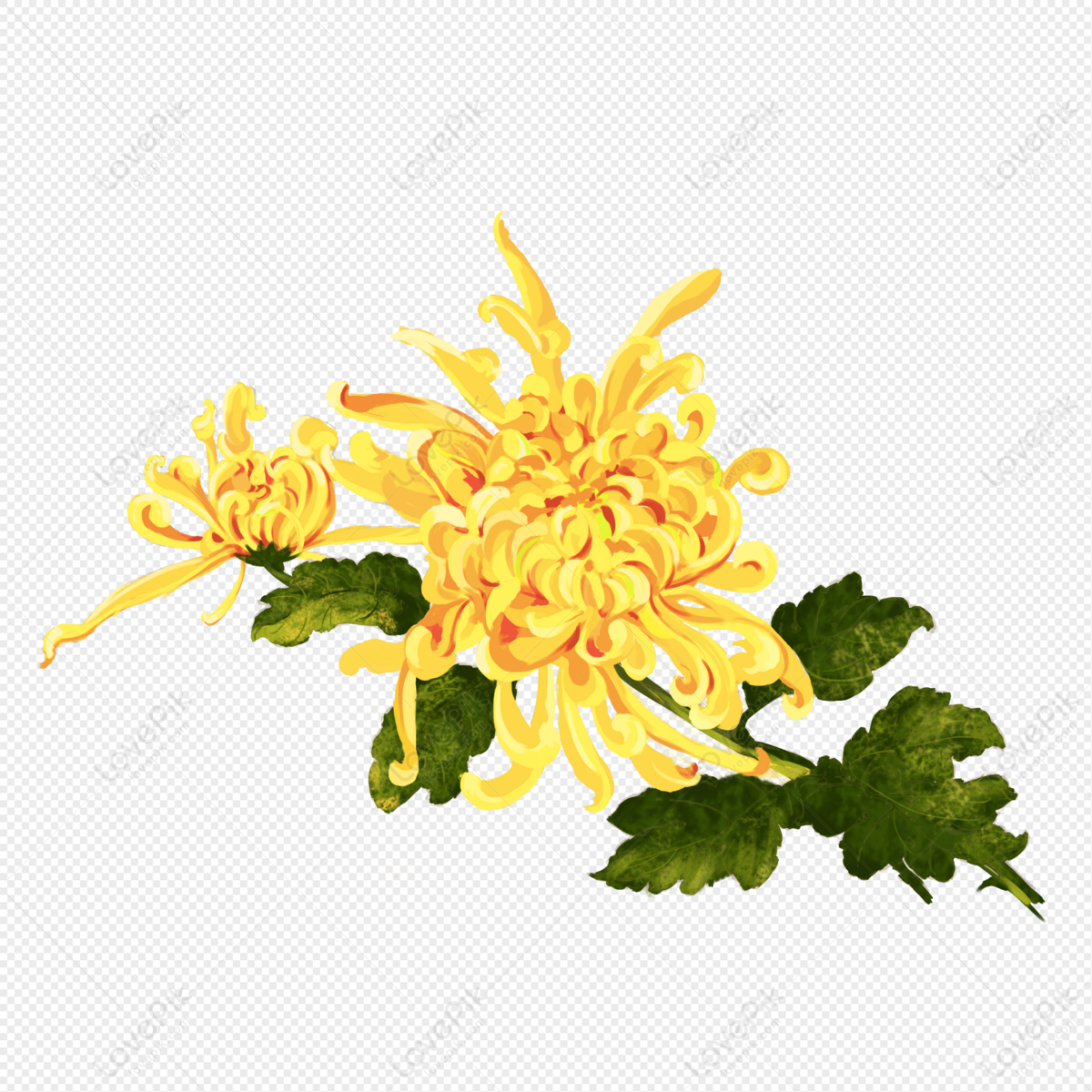 Chrysanthemum, Chrysanthemum Material, Chrysanthemum Pictures ...