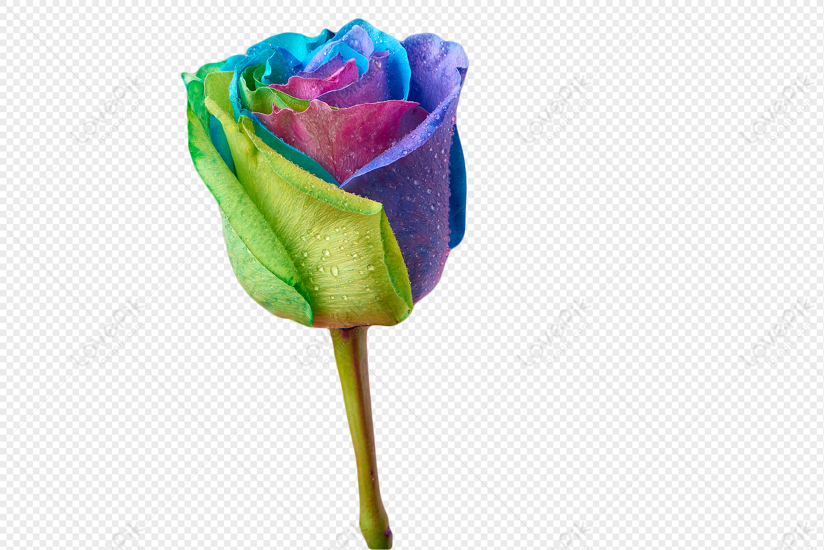 Rosas De Colores PNG Imágenes Gratis - Lovepik