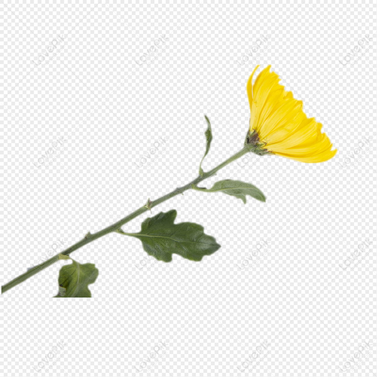 Flor Crisantemo Amarillo PNG Imágenes Gratis - Lovepik