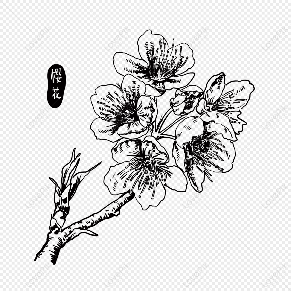 Hand Drawn Line Drawing Cherry Blossoms PNG Image And Clipart Image For