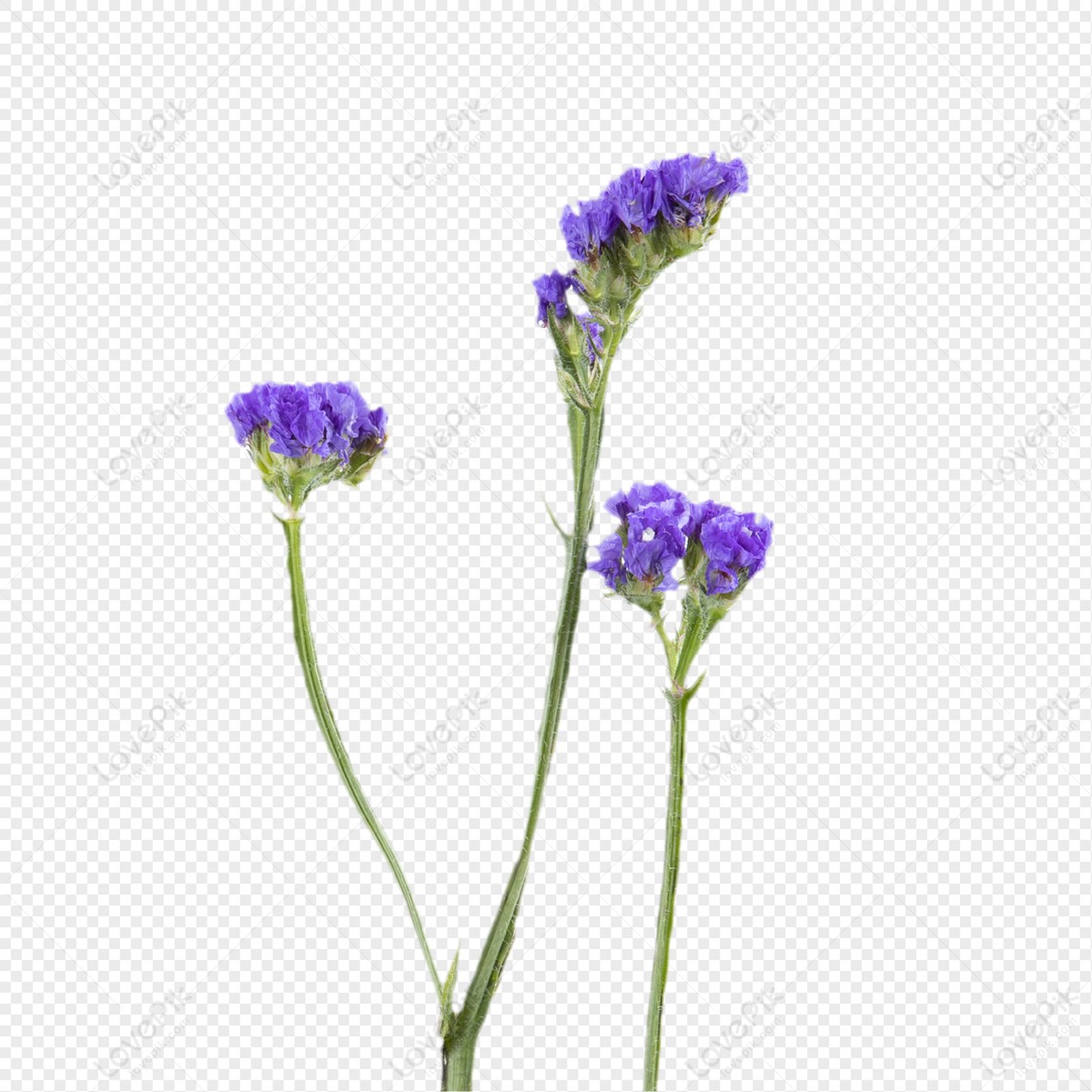 Flores De Lavanda PNG Imágenes Gratis - Lovepik