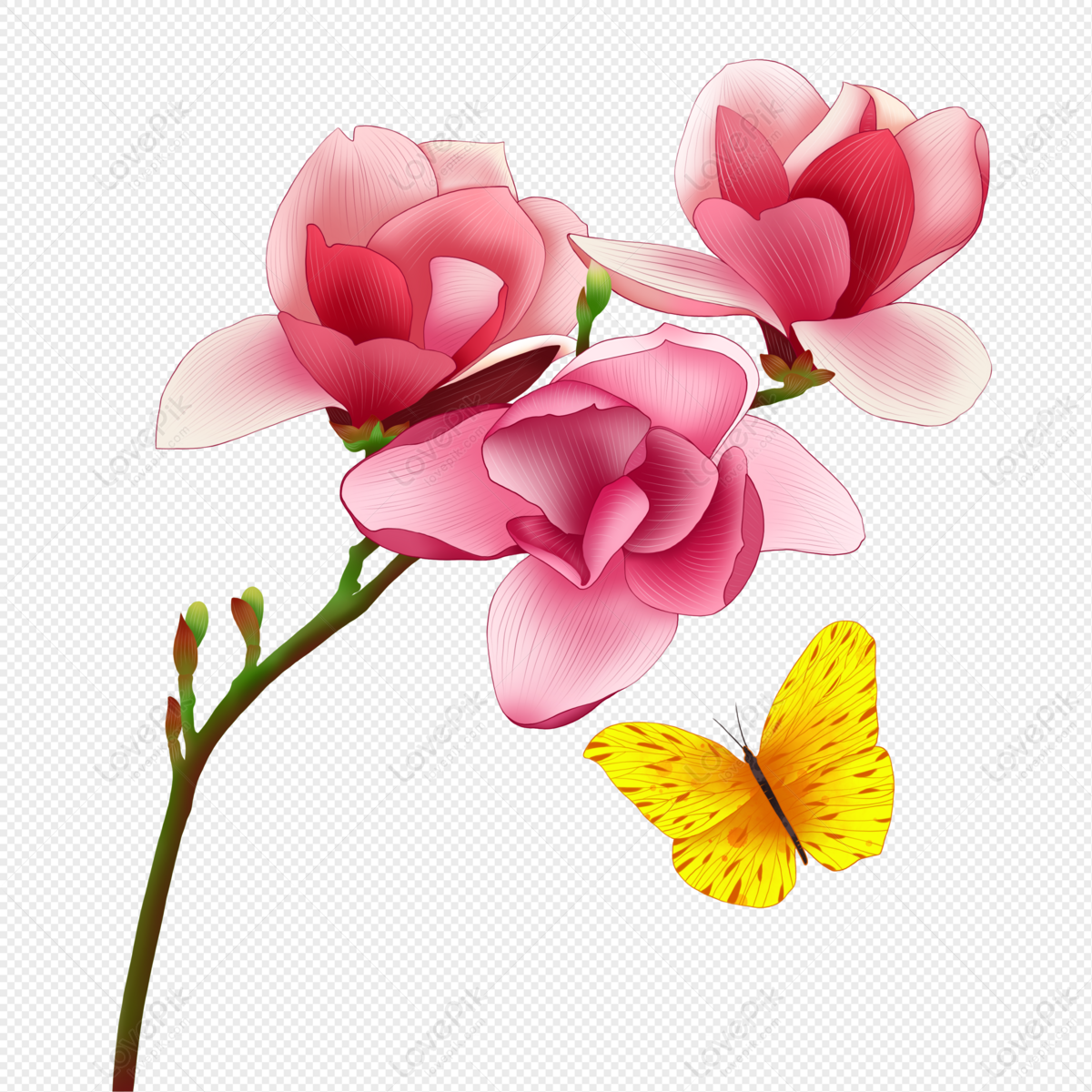 Flor De Magnolia Rosa PNG Imágenes Gratis - Lovepik