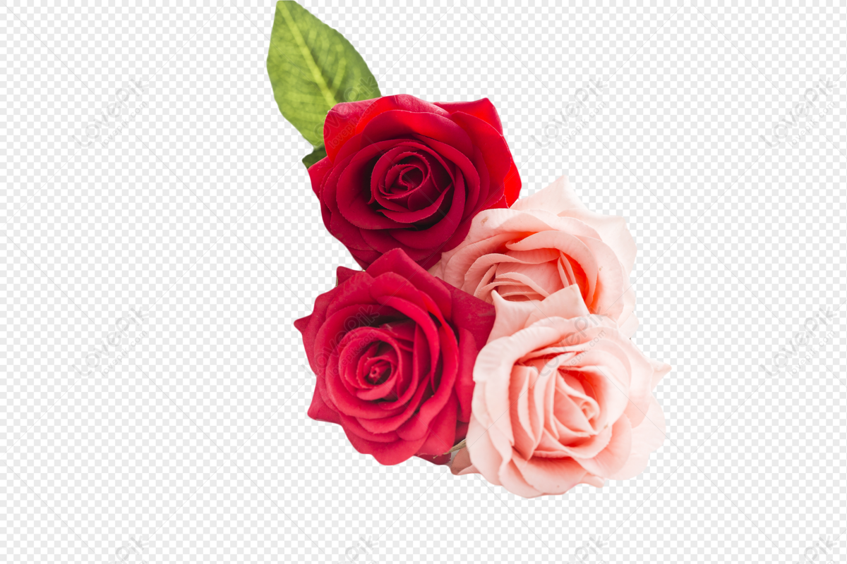 Bức ảnh cánh hoa hồng trong veo, màu hồng tươi sáng sẽ làm bạn cảm nhận được sự tươi mới, năng động trong cuộc sống hàng ngày. Với nền trong suốt, cho phép bạn dễ dàng sử dụng chúng trên các hình nền khác nhau.