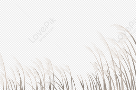 Reed Grass Images, HD Pictures For Free Vectors & PSD Download 