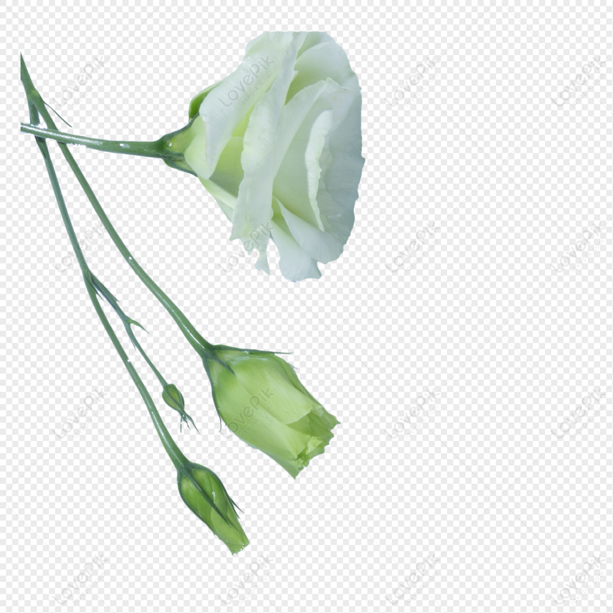 Flores Decorativas Rosas Tridimensionales. PNG Imágenes Gratis - Lovepik