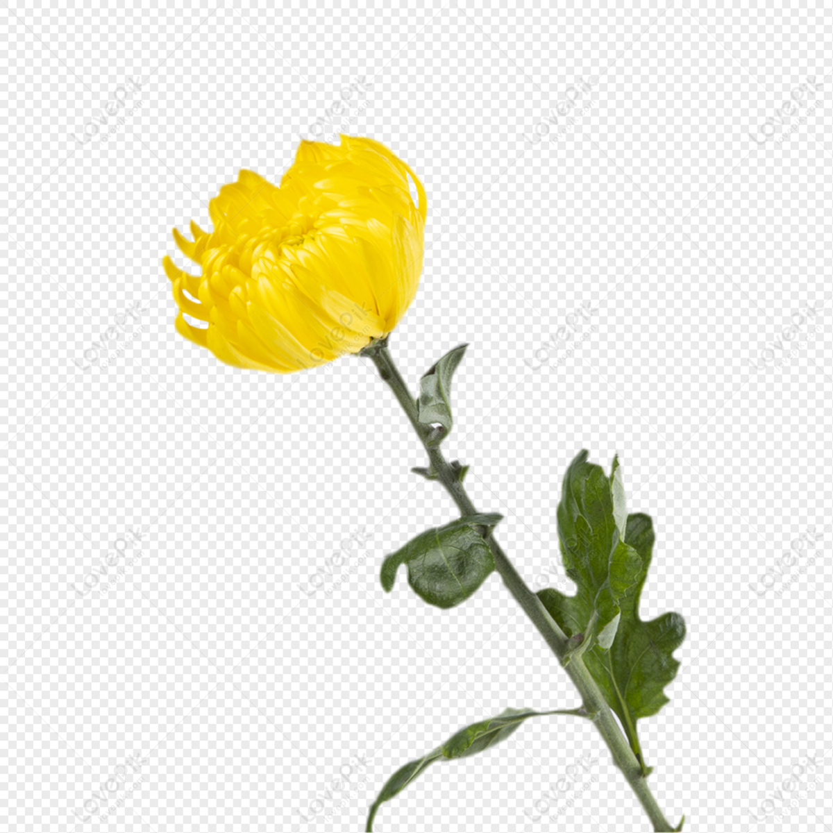 Flor De Crisantemo Amarillo PNG Imágenes Gratis - Lovepik