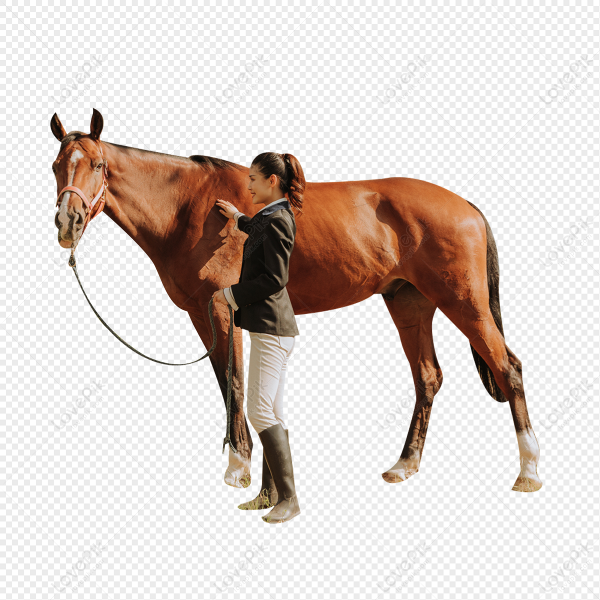 Young Female Horse PNG White Transparent And Clipart Image For Free  Download - Lovepik | 401642362