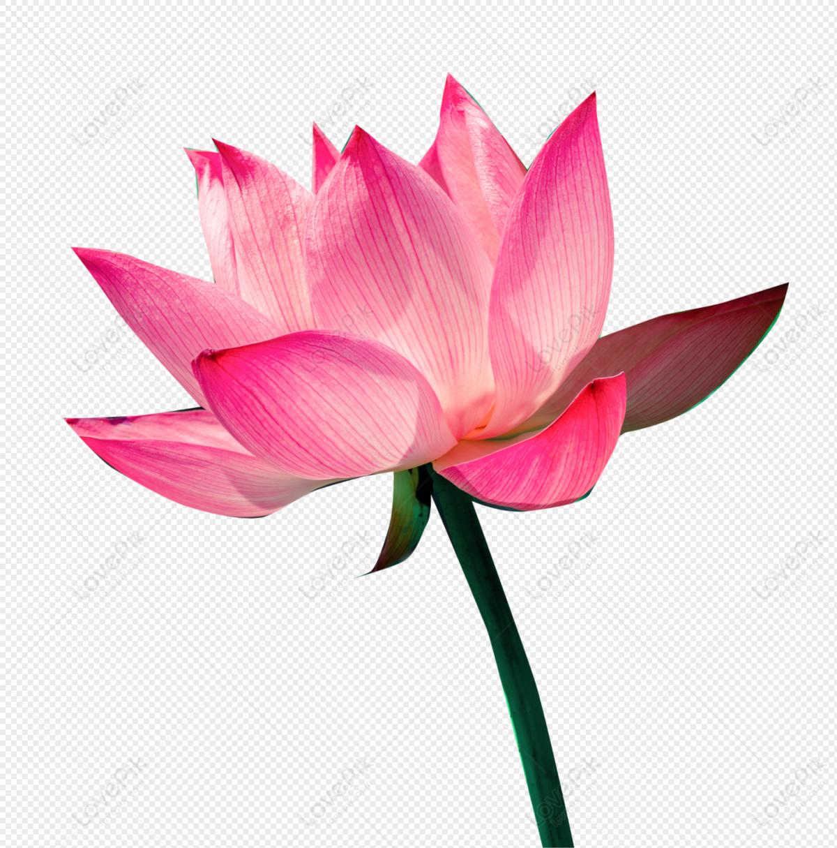 Hình ảnh hoa sen hồng sẽ chinh phục trái tim bạn bởi sắc hồng tươi tắn và những đường nét tinh tế trên cánh hoa. Khám phá ngay để cảm nhận vẻ đẹp tuyệt vời của loài hoa này.