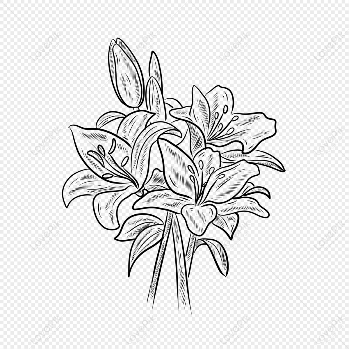 Flower line art illustration with black thin line. PNG with transparent  background. 12596644 PNG