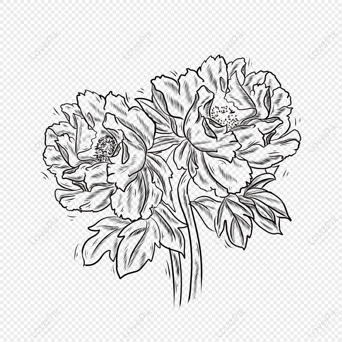 Black And White Line Plant Flower Peony PNG Transparent Background And  Clipart Image For Free Download - Lovepik | 401697080