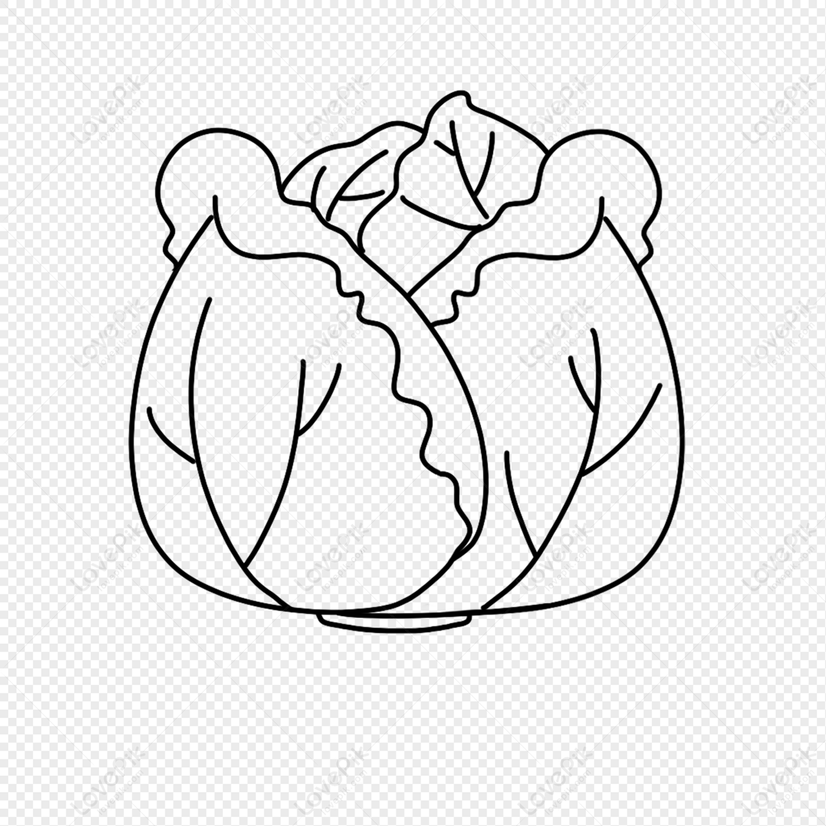 Hand Drawn of Cabbage on A White Background Drawing by Iam Nee - Pixels