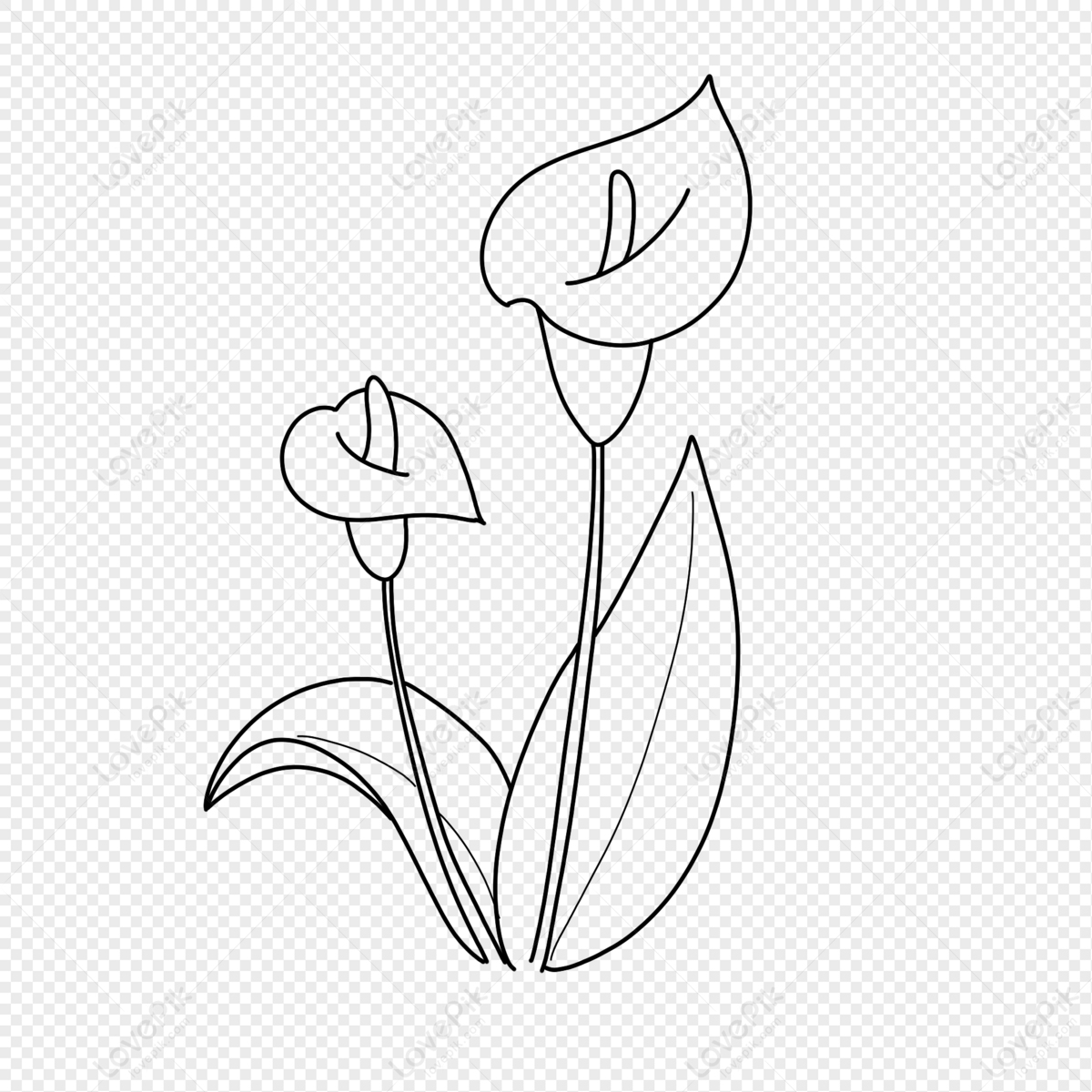 calla lily black and white clipart flower
