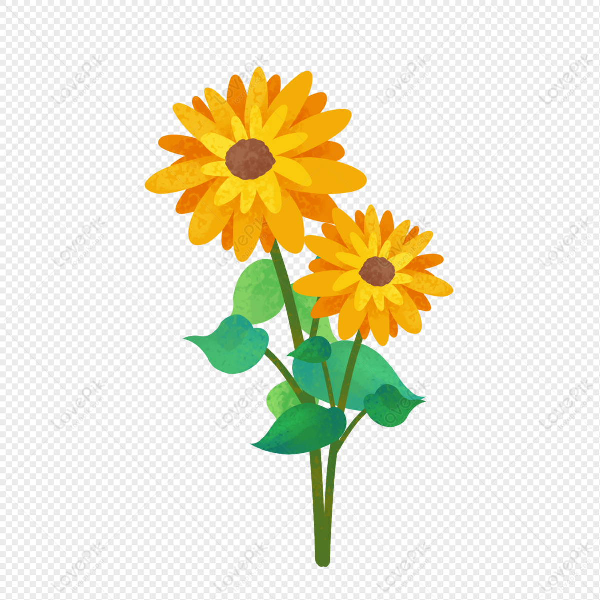 Chrysanthemum Png Free Download And Clipart Image For Free Download 