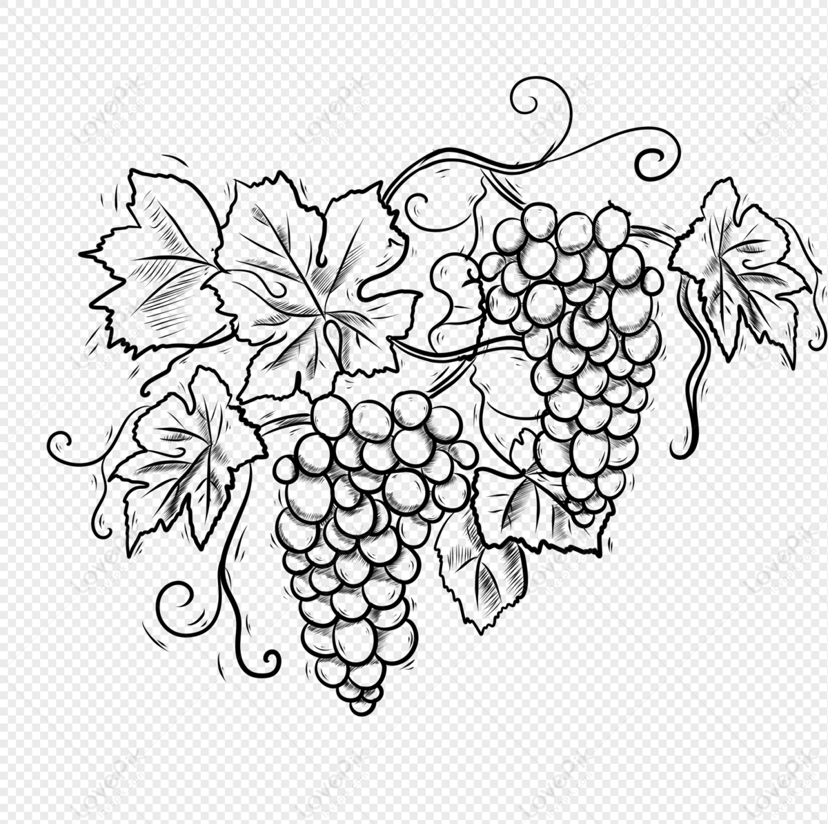 Illustration of Grape Fruits Vector Drawing 21724969 Vector Art at Vecteezy