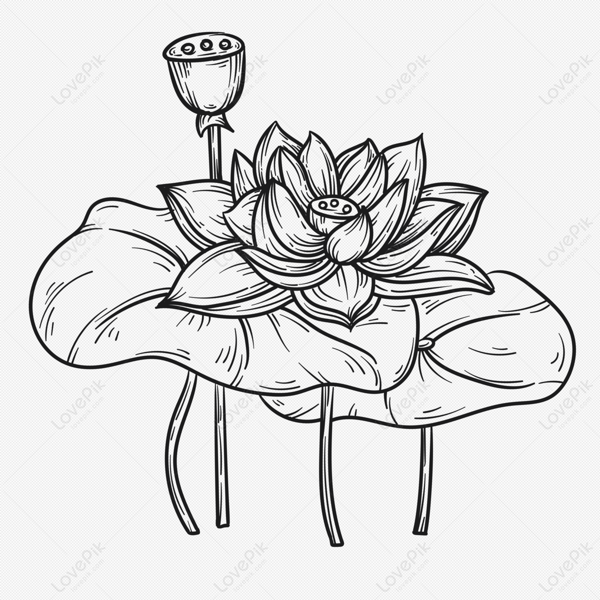 Sketch Indian Lotus Flower and Pattern Editable Outline Illustration Stock  Vector - Illustration of background, emblem: 201155838