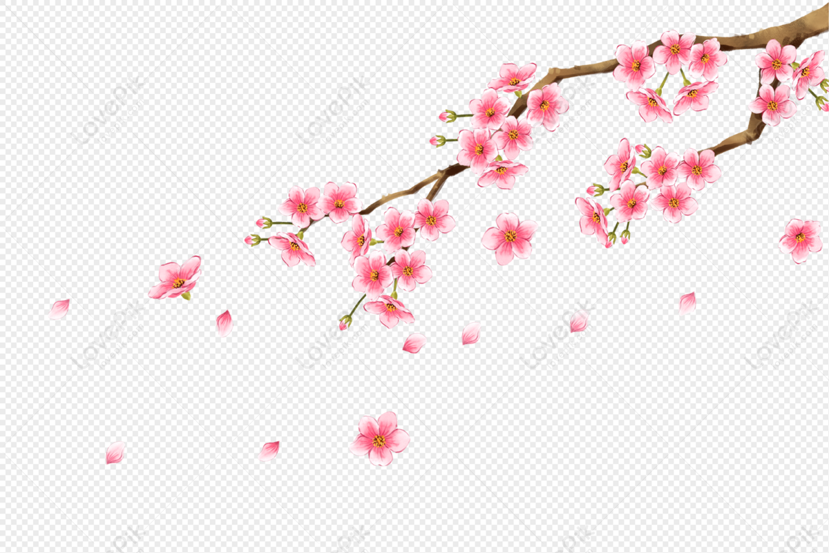 COTG-31: Hoa đào ngày Tết | Just Flowers 2