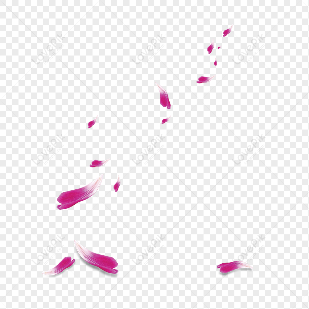 Petal PNG Transparent And Clipart Image For Free Download