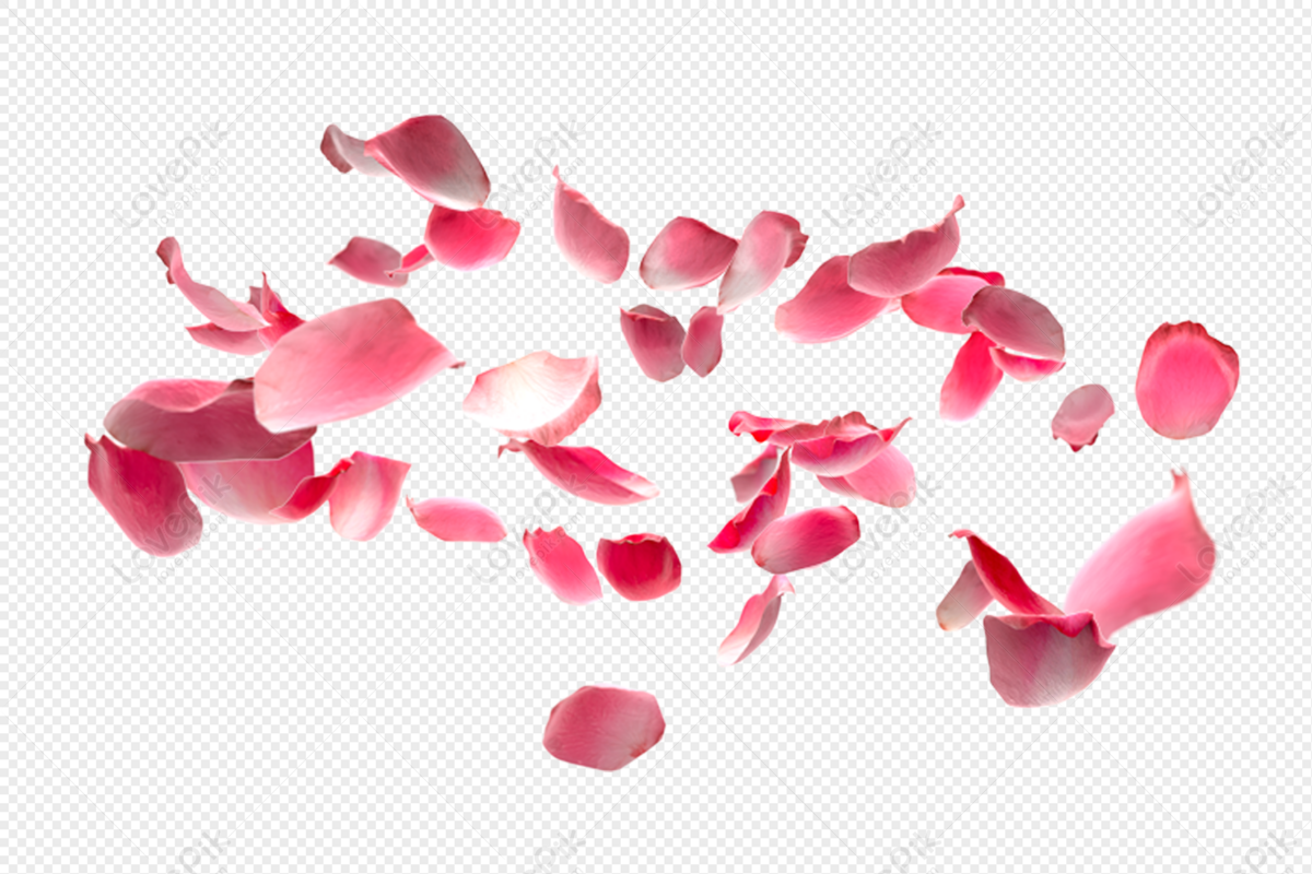 Fluttering Red Rose Petals Stock Illustration - Download Image Now - Rose  Petals, Falling, Rose - Flower - iStock