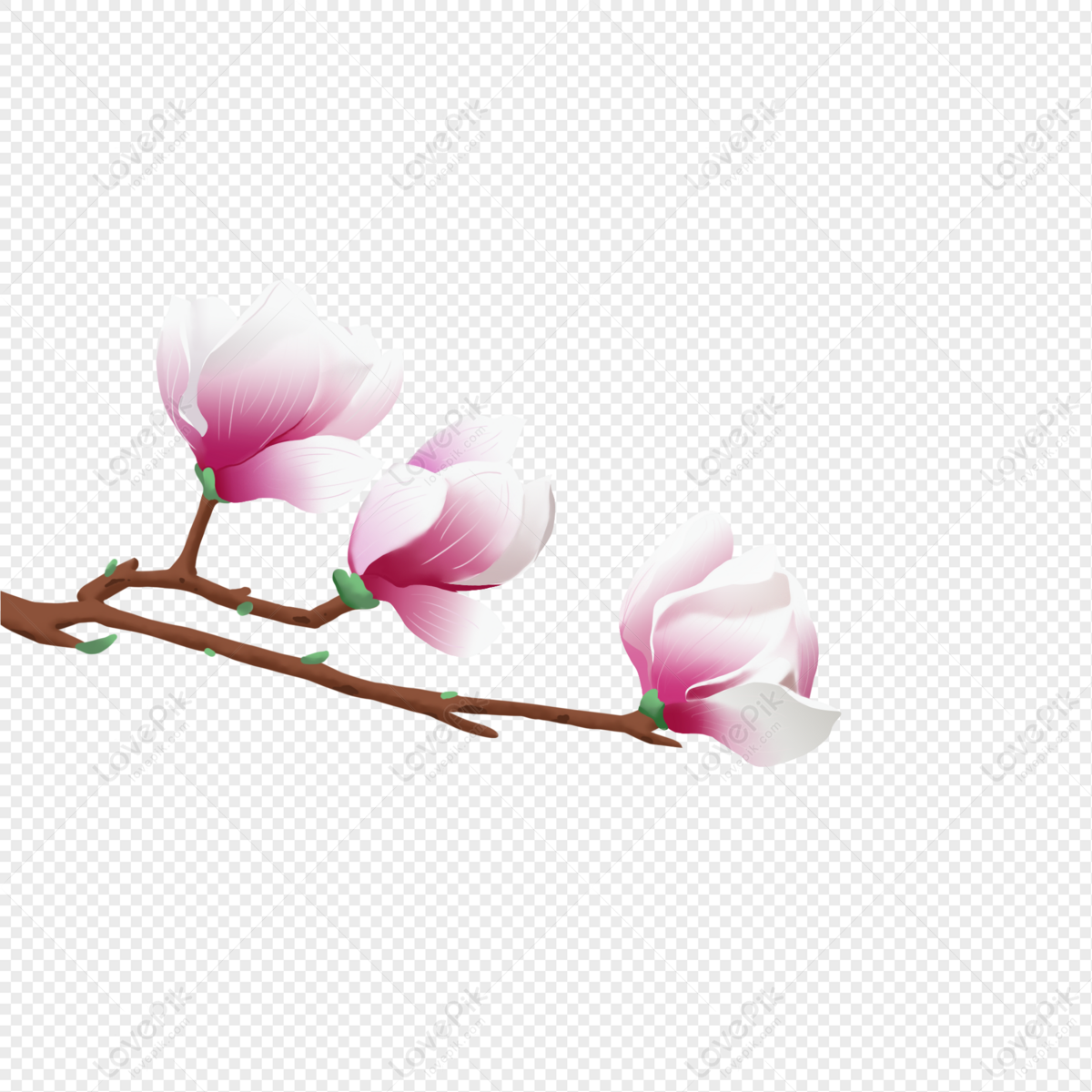 Spring Magnolia Flower Cartoon Element PNG Transparent Background And  Clipart Image For Free Download - Lovepik | 401686500