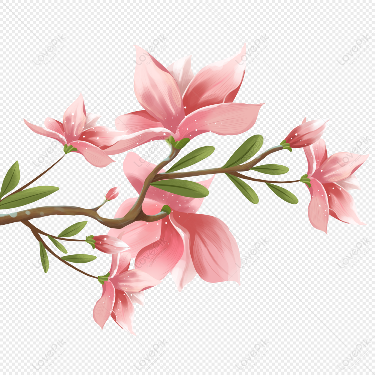 Tulip, Spring, Equinox, Plant Free PNG And Clipart Image For Free ...